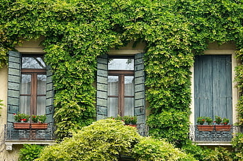 finestra, edera, otturatore, balcone, Casa, Italia, padova, cittadina, facciata