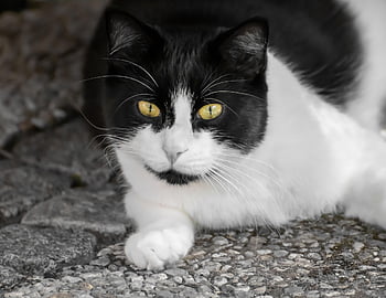 kočka, domácí kočka, zvíře, kočičí oči, kočičí tvář, Pohled, oči, portrét, tvář, kámen, cesta