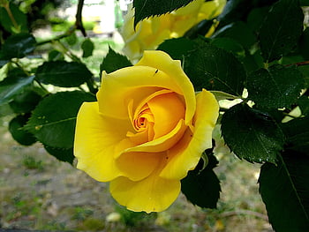 pink, rosebushes, flowering Shrubs, yellow Color, garden, gardening, horticulture, botanical, flora, nature, beautiful