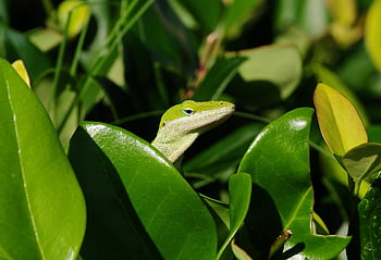anole, jaszczurka, gad, zwierzę, Zielony, dzikiej przyrody, fauna, Natura, zbliżenie, kreatura