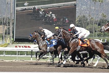 horses, riders, jockeys, race, racing, riding, equestrian, animal, horseback, equine, sport