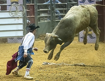 cowboy, bull, rodeo, sport, competition, animal, danger, western, entertainment, clown, man