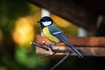 great Tit, tit, bird, animal, parus Major, little Bird, feathers, plumage, autumn, fauna, nature