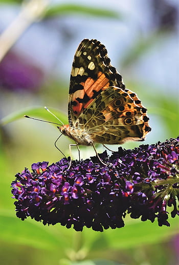 Vanessa Cardui, flor, fondo de flores, mariposa, polen, polinizar, polinización, mariposa pavo real, alas de mariposa, insecto con alas, hermosas flores