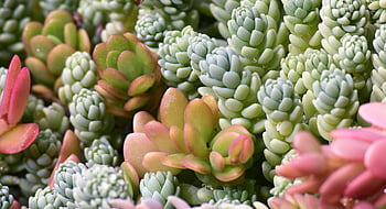 succulent Life, plants, botanical, garden, planter, natural, green, botany, growth, houseplant, beautiful