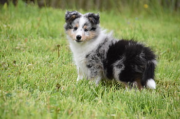 σκύλος, sheltie, κουτάβι shetland sheepdog, των ζώων, γούνα, θηλαστικά, προ, ζωικού κόσμου, σκύλο πορτρέτο, φύση, θηλυκό σκυλί