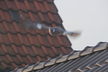 holubice, pták, město, peří, křídlo, volně žijících živočichů, Příroda, létající, mír, holuby, symbol