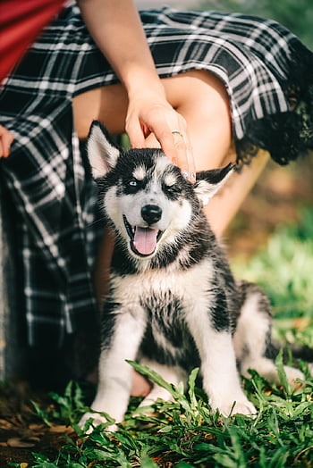 犬、 自然、 ペット、 ハスキー、 子犬、 外側、 動物