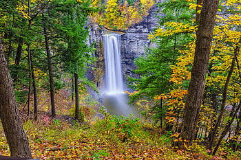 ripresa aerea, cascata, fogliame autunnale, Foresta serena, colori vibranti, paesaggio naturale, impostazione della foresta, foglie d'autunno, acqua a cascata, vista panoramica, bellezza all'aperto