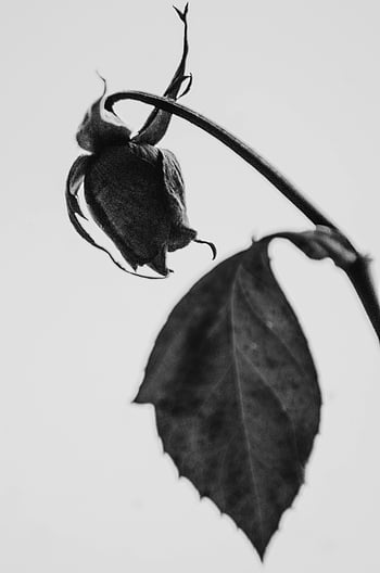 dried rose flower, monochrome image, rose bud, leaf, artistic photography, dramatic look, classic style, black and white, floral art, dried flowers, botanical photography