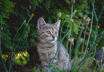 gatto, gattino, animale domestico, giovane gatto, animale, domestico, felino, mammifero, erba, natura, occhi