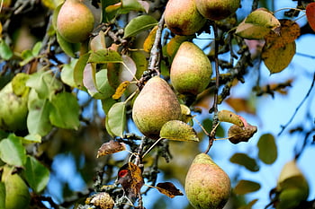 pear, fruit, tree, food, healthy, vitamins, orchard, plant, nature, closeup