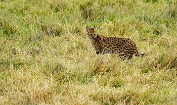 αφρικανικός αίλουρος, serengeti, φύση, ερημιά, άγρια ​​ζωή, άγρια ​​γάτα, ζώο, Τανζανία, Αφρική, θηρευτής