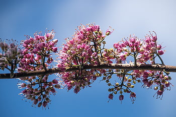 evodia, natura, melicope elleryana, albero, fiorire, fiori, rosa, bianca, foresta pluviale, bellissimi fiori, carta da parati floreale