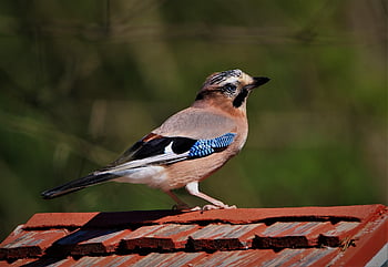 jay, songbird, bird, nature, wildlife, feathers, plumage, raven Bird, animal, beak, garden