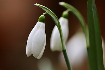 sněženka, Příroda, galanthus, květy, bílý, jaro, příznaky jara, brzy bloomer, květ, zahrada, rostlina