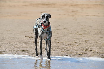 dog, greyhound, canine, sea, beach, pet, animal, whippet, nature, female, portrait