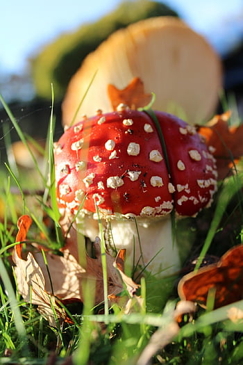 houba, moucha agaric, agaric, muchomůrka, mykologie