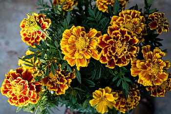 calendula messicana, fiori gialli, mazzo, fioritura, tagetes erecta, sfondo, flora, giardino, natura