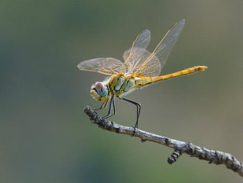 nature, dragonfly, branch, insect, common Darter, yellow Dragonfly, sympetrum Striolatum, animal, fauna, closeup