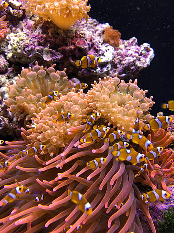 clownfish, pod vodou, korálové útesy, sasanky, Barevný oceán, mořský život, tropická ryba, mořská sasanka, Oceánský stanoviště, mořského ekosystému, klaun ryby