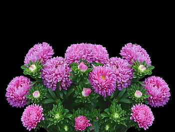 asters, flower Wallpaper, fall, flower Background, beautiful Flowers, flowers Purple, autumn Asters, autumn Flowers, blossom, bloom, garden