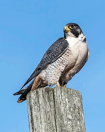 Alaca şahin, kuş, hayvan, şahin, yırtıcı kuş, raptor, yaban hayatı, yırtıcı hayvan, tüyler, doğa, kapatmak