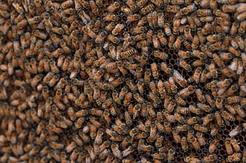 abejas, Colmena, miel, panal, enjambre, peines, apicultura, insecto, la abeja, cera de abejas, colmenar