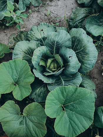 cabbage leaves, fresh cabbage, garden, lush green leaves, aerial view, cabbage field, cabbage plants, green vegetables, vegetable garden, cabbage growth, cabbage farming