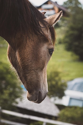 cavallo, animale, equini, capo, ritratto, equestre, mammifero, azienda agricola, animale da fattoria, cortile della fattoria, cavallo marrone