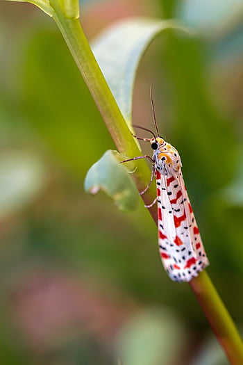 πεταλούδα, έντομο, κόκκινο σκώρο, macro, σκώρος, πεταλούδα νύχτα, φύση