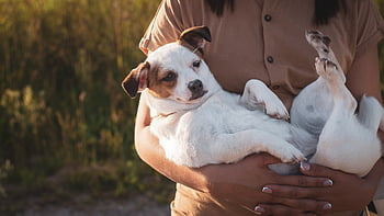 dog, puppy, pet, animal, canine, domestic Dog, pup, young Dog, mammal, nature, pet Owner