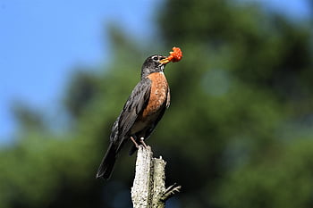 červenka, americký robin, pták, fotografování ptáků, Příroda, volně žijících živočichů, fotografování divoké zvěře, pozorování ptáků, fotografování, birding, zvířat