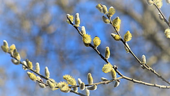 nature, plants, trees, branches, willow, base, spring, closeup