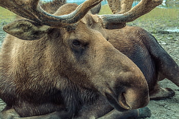 alce marrón, Primer plano detallado, cuernos de alce, piel de alce, alce en reposo, vida silvestre al aire libre, retrato de alces, alces al aire libre, alce descansando, primer plano de un alce, Moose en la naturaleza