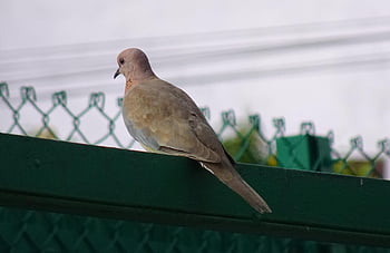 pták, směje se holubice, spilopelia senegalensis, malá hnědá holubice, ptačí, aves, Příroda, fauna, avifauna, Indie
