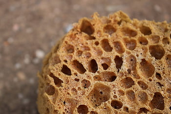 sponge, sea, life, porifera, water, nature, underwater, coral, sponges, marine, diving