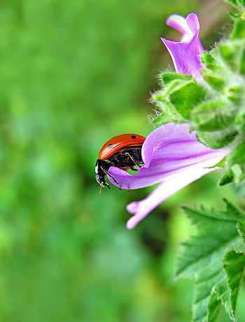 slunéčko sedmitečné, hmyz, beruška brouka, brouk, červený brouk, tečkovaný, Tečkovaný brouk, Příroda, fauna, zvíře, coccinellidae