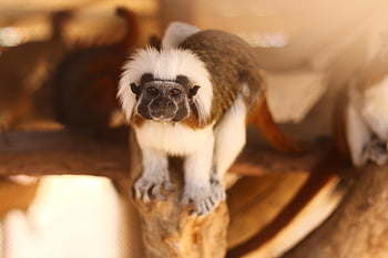 monkey, mico, mono, zoo, amazonia, naturaleza, nature, rancho, animal, silvestre, fauna