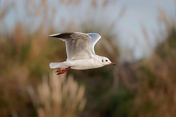 Möwe, fliegender Vogel, Stifte, Vogelkunde, Vögel beobachten, Vogel im Flug