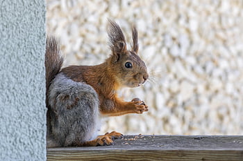 červená veverka, sciurus vulgaris, hlodavec, zvíře, veverka, savec, načechraný, Příroda, roztomilý, hnědý, srst