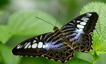 svart sommerfugl, grønt blad, parthenos sylvia, makro skudd, levende grønn, Hvilende sommerfugl, naturfotografering, insektfotografering, sommerfugl på blad, dyreliv fotografering, nærbilde