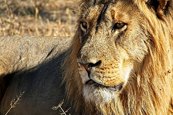 lion, animal, wildlife, mammal, big Cat, wild Animal, predator, head, mane, wild, nature