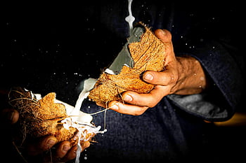 latte di cocco, cocco spezzato, cocco fresco, Guscio di noce di cocco, delizia tropicale, nutriente, avvicinamento, mani che scricchiolano, versare il latte, succo di cocco