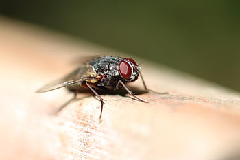 πετώ, έντομο, housefly, παρασκήνια, σύνθετα μάτια, φύση, ζώο