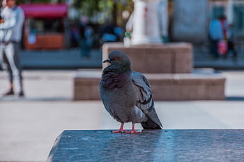 pigeon, city, dove, bird, animal, plumage, feather, pigeons, foraging, urban, beak