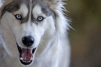 husky, animal, dog, eyes, portrait, white, siberian, pet, blue, background, friend