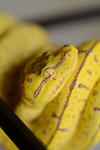 zöld fa python, kígyó, piton, zöld, hüllő, állat, természet, teremtmény, portré, fej, szemek