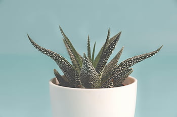 potted aloe vera, succulent plant, white pot, light blue background, close-up shot, indoor plant, aloe vera plant, potted plant, succulent, houseplant, aloe vera