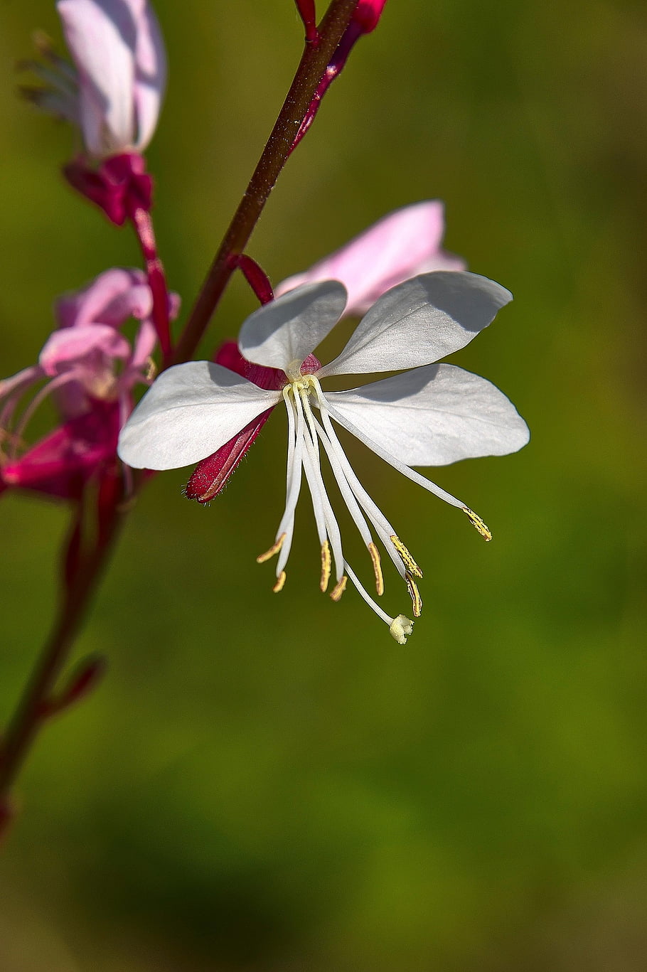 flower, petals, blossom, spring, to Flourish, nature